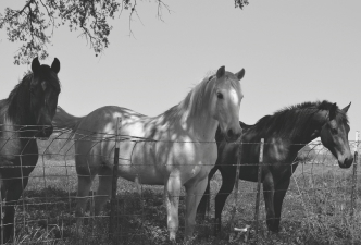 horse